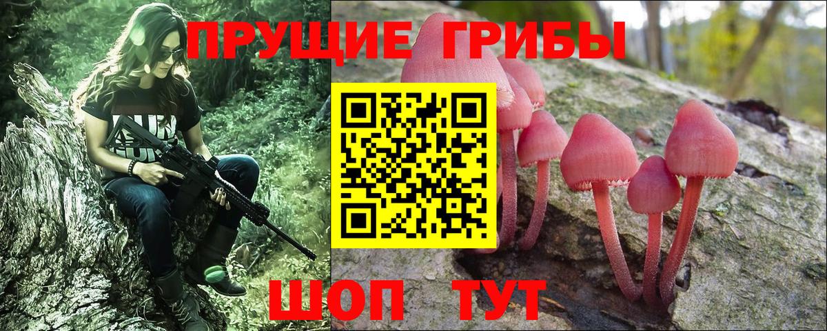 Северобайкальск  Псилоцибиновые грибы Psilocybine cubensis  Вход с VPN 